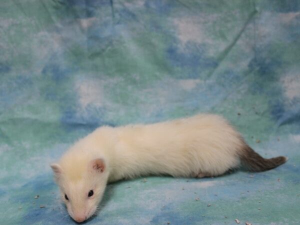 Ferret-FERRET---25677-Petland Racine, Wisconsin