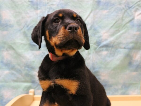 Rottweiler-DOG-Female-Black / Tan-25659-Petland Racine, Wisconsin