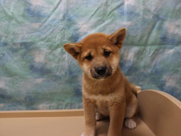 Shiba Inu-DOG-Female-Red / Black-25653-Petland Racine, Wisconsin