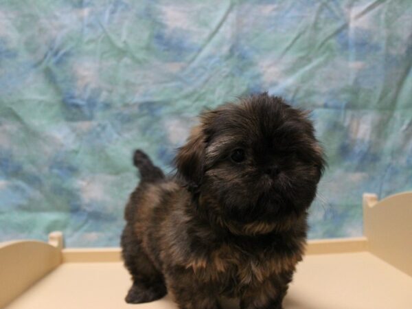 Shih Tzu-DOG-Male-Brindle-25656-Petland Racine, Wisconsin
