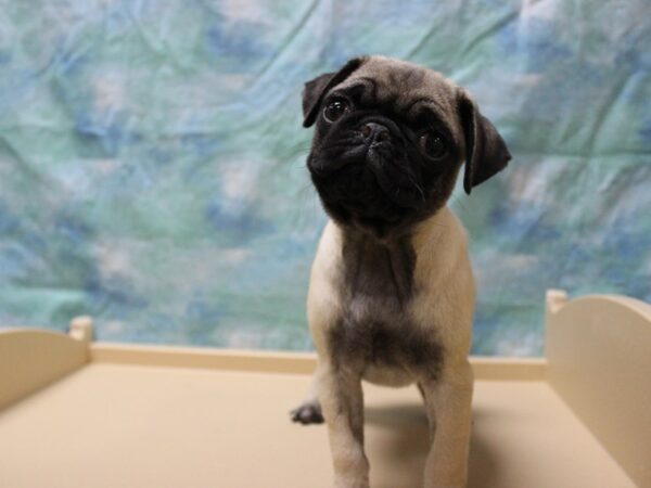 Pug-DOG-Female-Fawn-25664-Petland Racine, Wisconsin