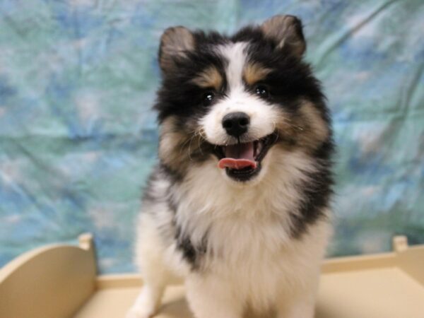 Pomsky 2nd Gen-DOG-Male-Black / White-25665-Petland Racine, Wisconsin