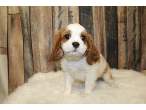 Cavalier King Charles Spaniel-DOG-Male-Blenheim-16250-Petland Racine, Wisconsin