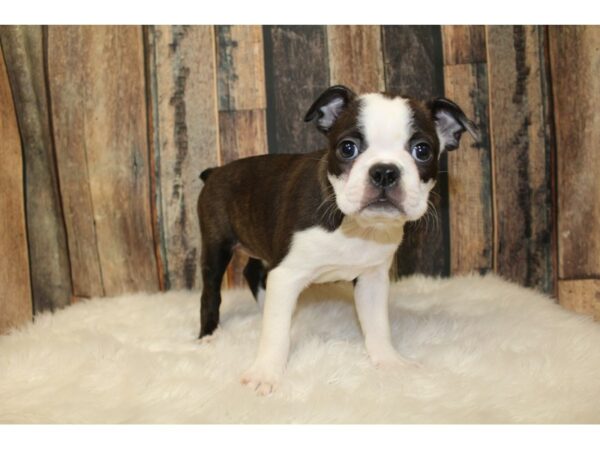 Boston Terrier-DOG-Female-Brindle / White-16259-Petland Racine, Wisconsin