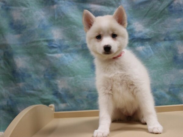Pomsky-DOG-Female-White-25703-Petland Racine, Wisconsin