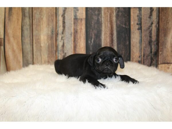 Pug-DOG-Male-Black-16265-Petland Racine, Wisconsin