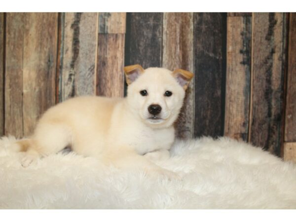 Shiba Inu-DOG-Female-Cream-16266-Petland Racine, Wisconsin