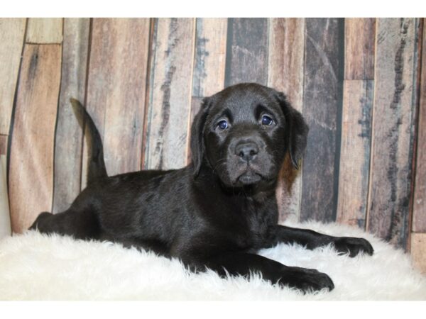 Labrador Retriever-DOG-Female-Black-16270-Petland Racine, Wisconsin