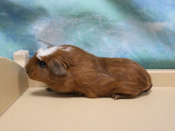 Crested-GUINEA PIG-Female--25735-Petland Racine, Wisconsin