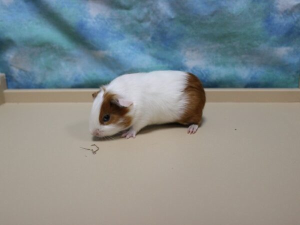 American Guinea Pig-GUINEA PIG-Male--25737-Petland Racine, Wisconsin