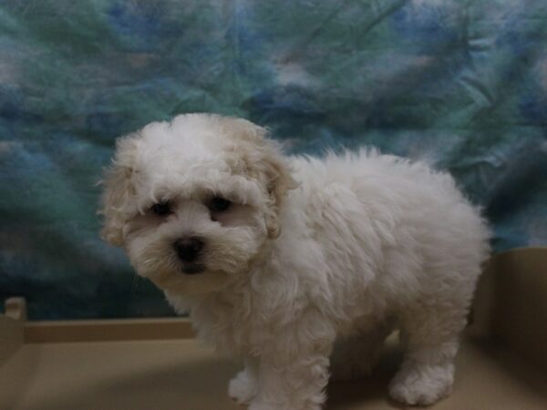 Teddy Bear-DOG-Male-White / Cream-25723-Petland Racine, Wisconsin