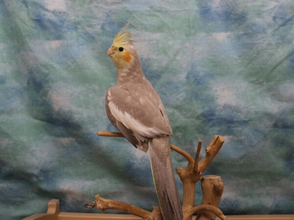 Cockatiel-BIRD---25721-Petland Racine, Wisconsin