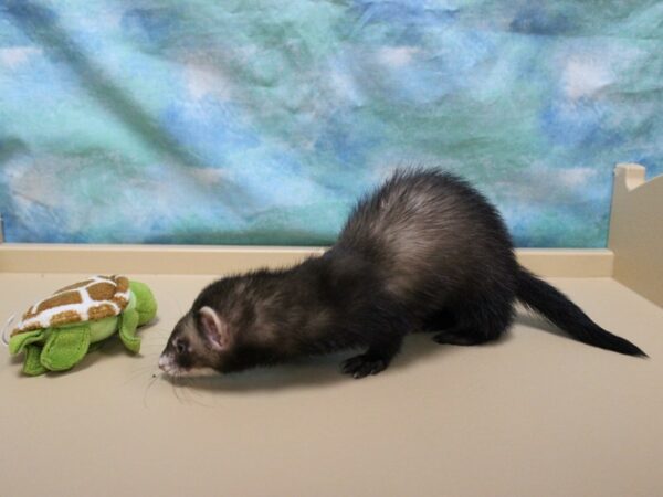 Ferret-FERRET---25715-Petland Racine, Wisconsin