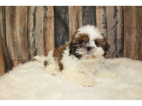 Shih Tzu-DOG-Male-Red-16272-Petland Racine, Wisconsin