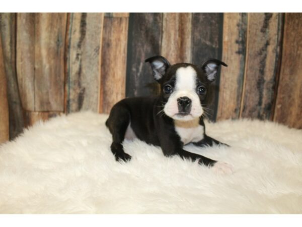 Boston Terrier-DOG-Female-Black/White-16279-Petland Racine, Wisconsin