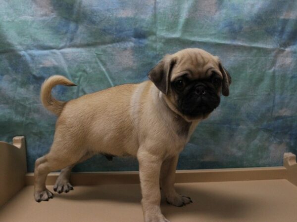 Pug-DOG-Male-Fawn-25747-Petland Racine, Wisconsin