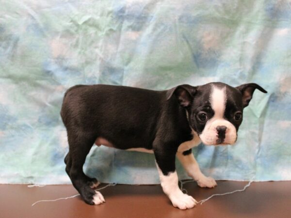 Boston Terrier-DOG-Male-Black / White-25758-Petland Racine, Wisconsin