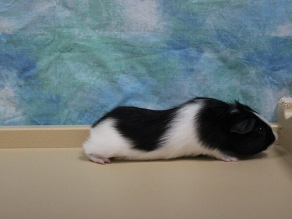 American Guinea Pig-GUINEA PIG-Male--25770-Petland Racine, Wisconsin
