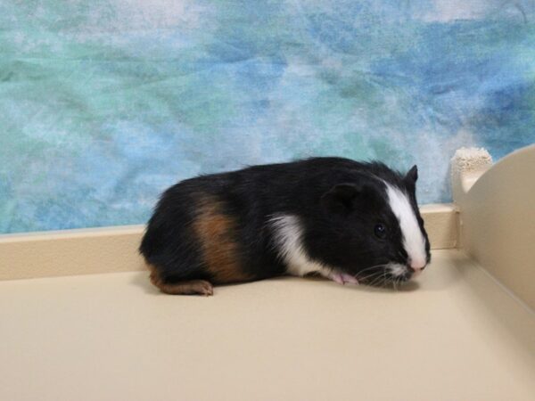 American Guinea Pig-GUINEA PIG-Female--25763-Petland Racine, Wisconsin