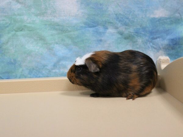 American Guinea Pig-GUINEA PIG-Male--25767-Petland Racine, Wisconsin