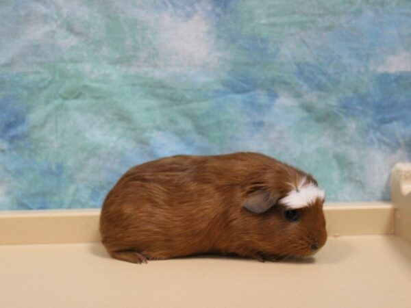 American Guinea Pig-GUINEA PIG-Male--25769-Petland Racine, Wisconsin