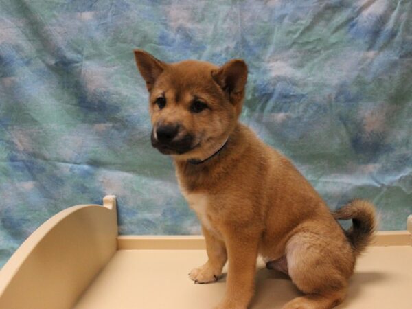 Shiba Inu-DOG-Male-RED-25781-Petland Racine, Wisconsin