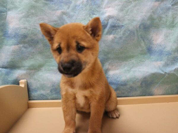 Shiba Inu-DOG-Female-RED-25782-Petland Racine, Wisconsin