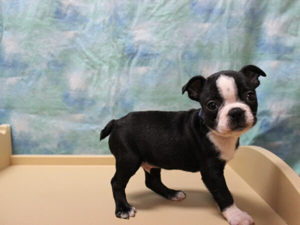 Boston Terrier-DOG-Male-BLK/WH-25783-Petland Racine, Wisconsin