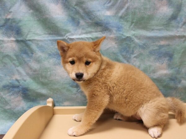 Shiba Inu-DOG-Female-Red Sesame-25805-Petland Racine, Wisconsin