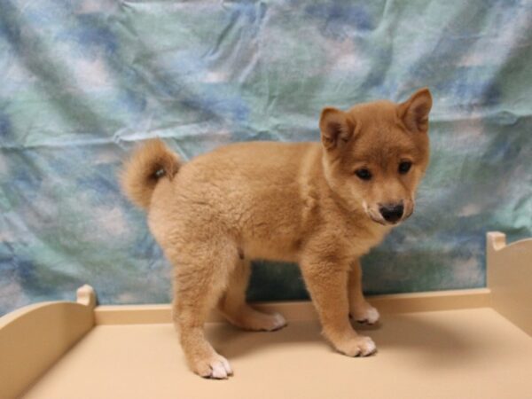 Shiba Inu-DOG-Male-Red Sesame-25804-Petland Racine, Wisconsin