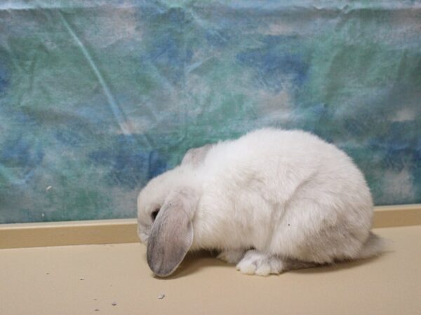 Holland Lop-RABBIT-Male-Frosted White-25818-Petland Racine, Wisconsin