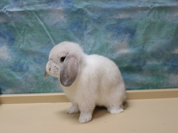 Holland Lop-RABBIT-Male--25813-Petland Racine, Wisconsin