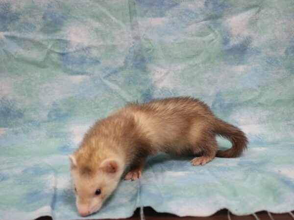 Ferret-FERRET-Male--25808-Petland Racine, Wisconsin