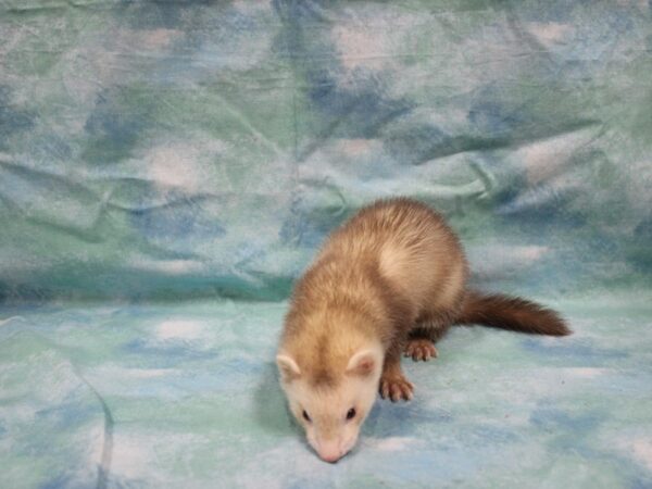 Ferret-FERRET---25810-Petland Racine, Wisconsin