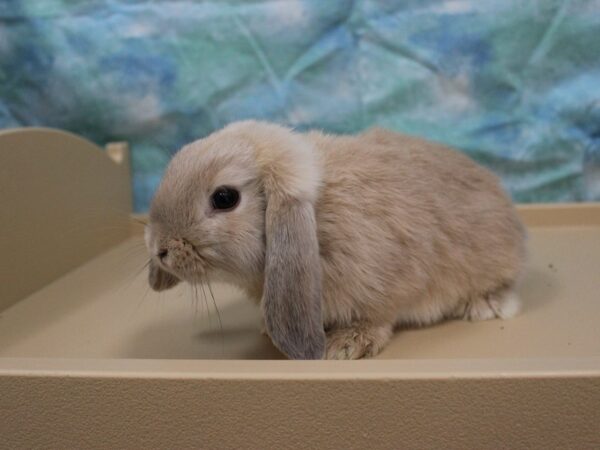 Holland Lop-RABBIT---25743-Petland Racine, Wisconsin