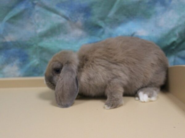 Holland Lop-RABBIT---25744-Petland Racine, Wisconsin