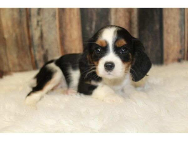 Cavalier King Charles Spaniel-DOG-Female-Blenheim-16304-Petland Racine, Wisconsin