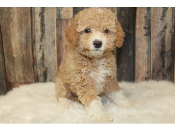 Poodle-DOG-Female-Apricot-16306-Petland Racine, Wisconsin