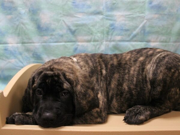 English Mastiff-DOG-Male-BRN-25838-Petland Racine, Wisconsin