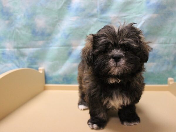 Shih Tzu-DOG-Female-Red / Black-25831-Petland Racine, Wisconsin