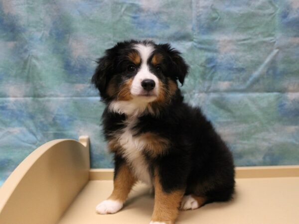 Miniature Australian Shepherd-DOG-Female-Tri-Colored-25833-Petland Racine, Wisconsin
