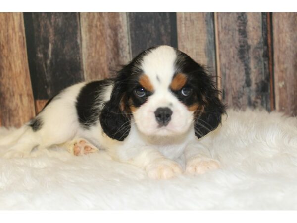 Cavalier King Charles Spaniel-DOG-Female-Tri-Colored-16313-Petland Racine, Wisconsin