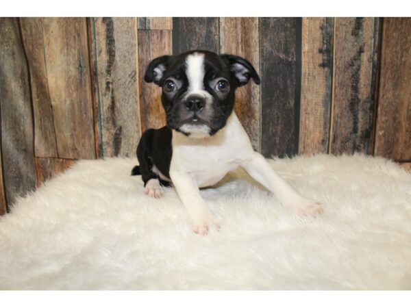 Boston Terrier-DOG-Male-Black / White-16318-Petland Racine, Wisconsin