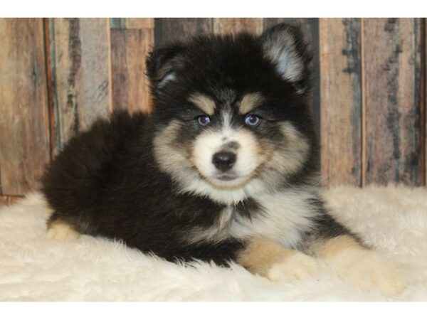Pomsky 2nd Gen-DOG-Male-Black / White-16320-Petland Racine, Wisconsin
