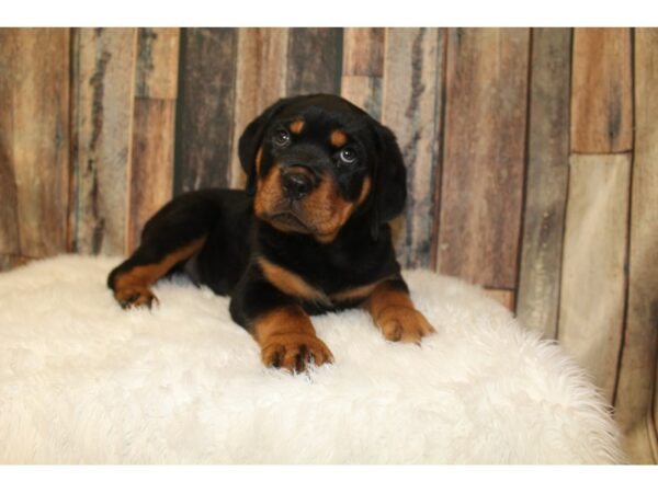 Rottweiler-DOG-Male-Black / Tan-16324-Petland Racine, Wisconsin