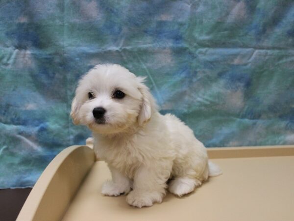 Havanese-DOG-Female-White-25854-Petland Racine, Wisconsin