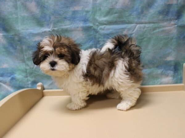 Teddy Bear-DOG-Female-Brown / White-25845-Petland Racine, Wisconsin