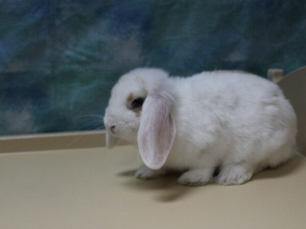 Holland Lop-RABBIT-Female--25822-Petland Racine, Wisconsin