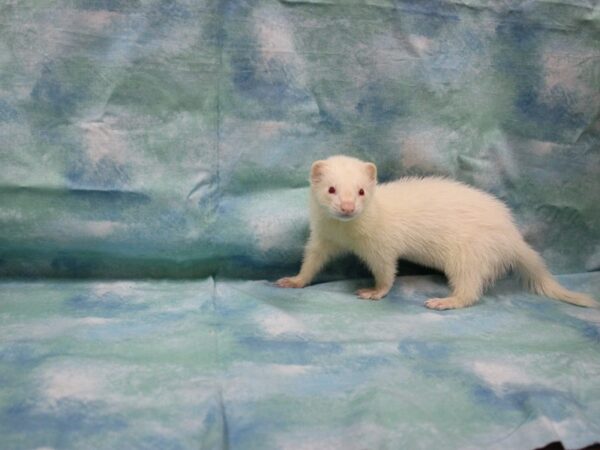 Ferret-FERRET---25839-Petland Racine, Wisconsin