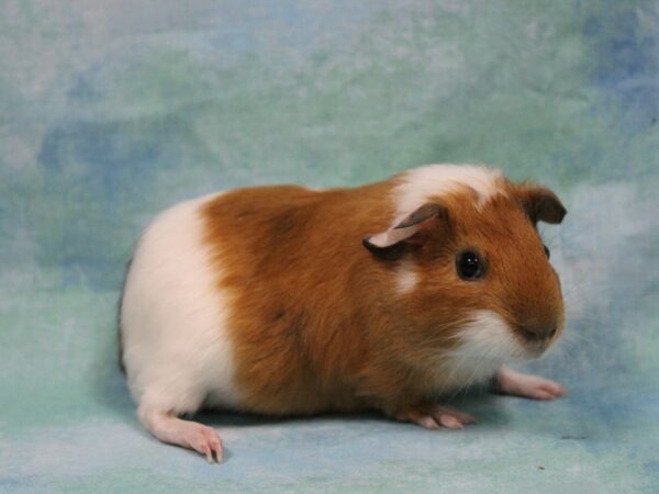 American Guinea Pig-GUINEA PIG-Female--25857-Petland Racine, Wisconsin